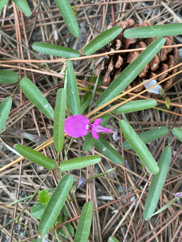 Pineland Milkpea (Galactia pinetorum)