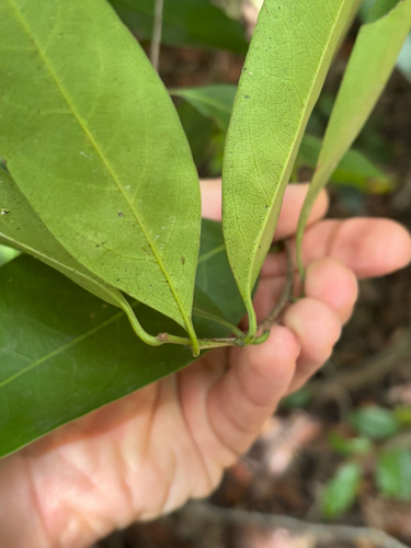 Damburneya coriacea, photograph 2