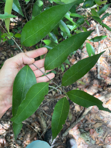 Damburneya coriacea, photograph 3