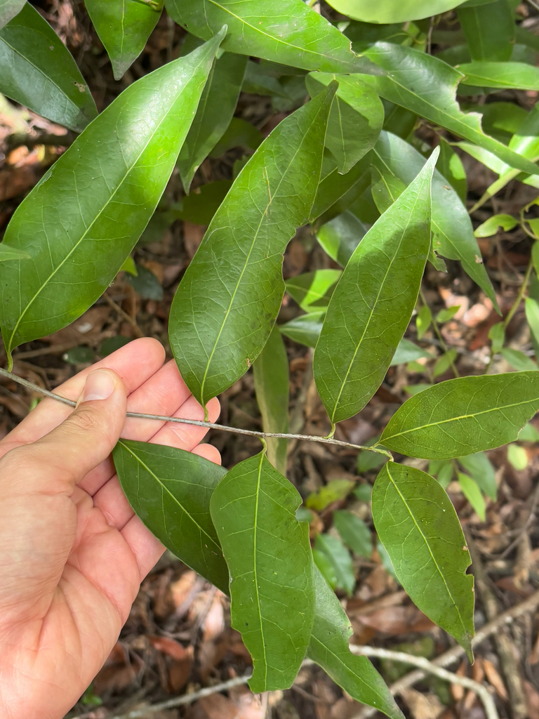 Damburneya coriacea; photograph Tyler Radtke, CC0, iNaturalist via GBIF