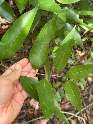 Damburneya coriacea