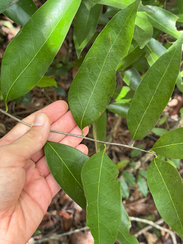 Damburneya coriacea, photograph 1