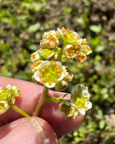 brittle-leaf saxifrage (Micranthes fragosa)