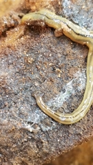 Bipalium pennsylvanicum