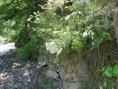 Achillea ptarmicifolia