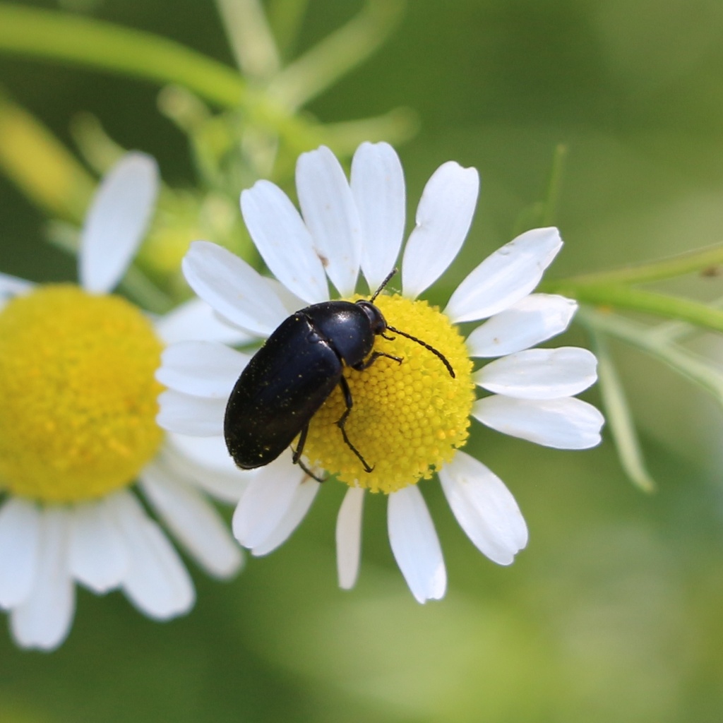 Podonta nigrita