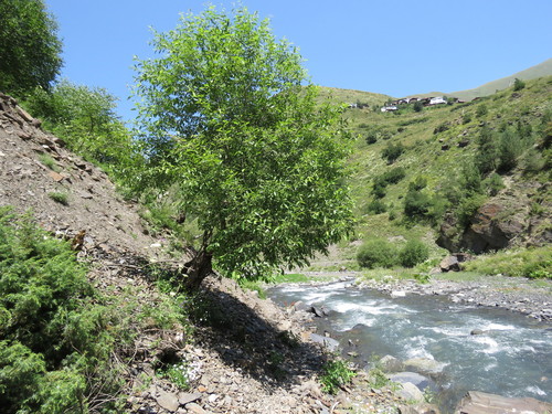 Paprastoji blindė nuotrauka