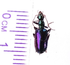 Dicraspeda violacea