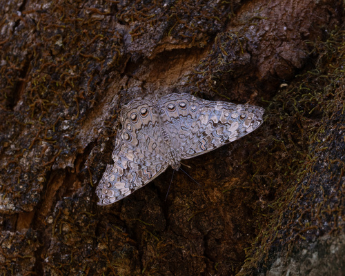 Gray Cracker