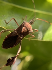 Leptoglossus concolor