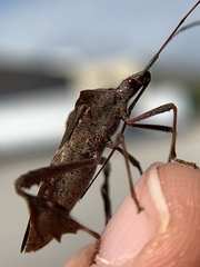 Leptoglossus concolor