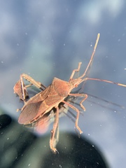 Leptoglossus concolor