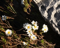 Osmitopsis parvifolia