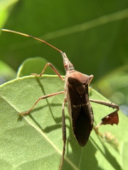 Leptoglossus concolor