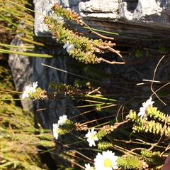 Osmitopsis parvifolia