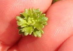 Osmitopsis parvifolia