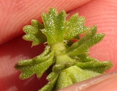 Osmitopsis parvifolia