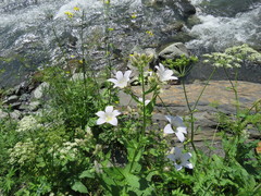 Campanula lactiflora