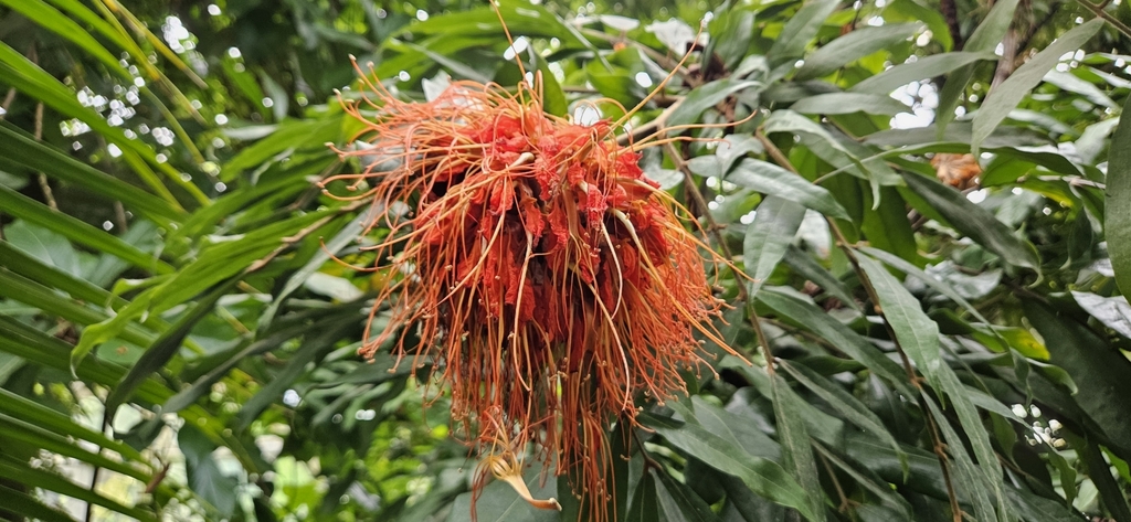 Fabaceae