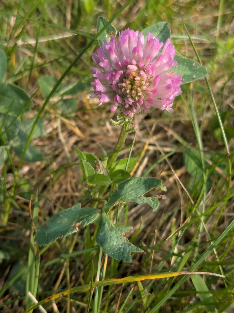 Trifolium