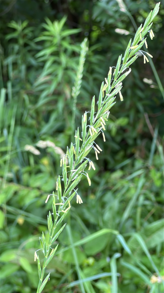 Triticum