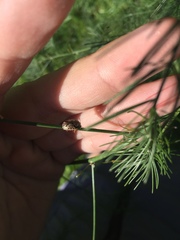 Calligrapha multipunctata