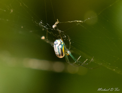 Leucauge venusta