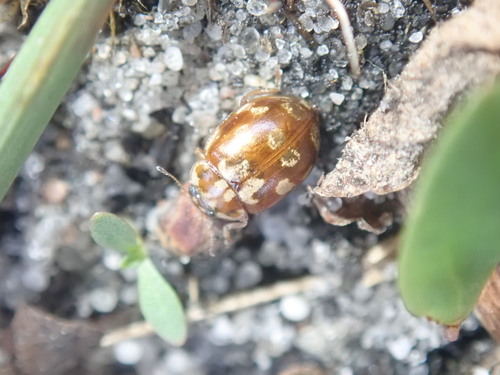 18-spot Ladybird, Rozendaal, Nederland, photo 9 of 10