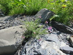 Chamaenerion colchicum