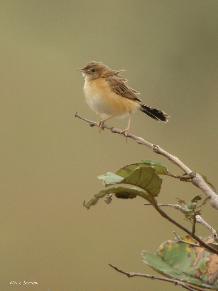 Dambo Cisticola illustration