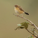 Cloud-scraping Cisticola - Photo (c) Nik Borrow, some rights reserved (CC BY-NC), uploaded by Nik Borrow