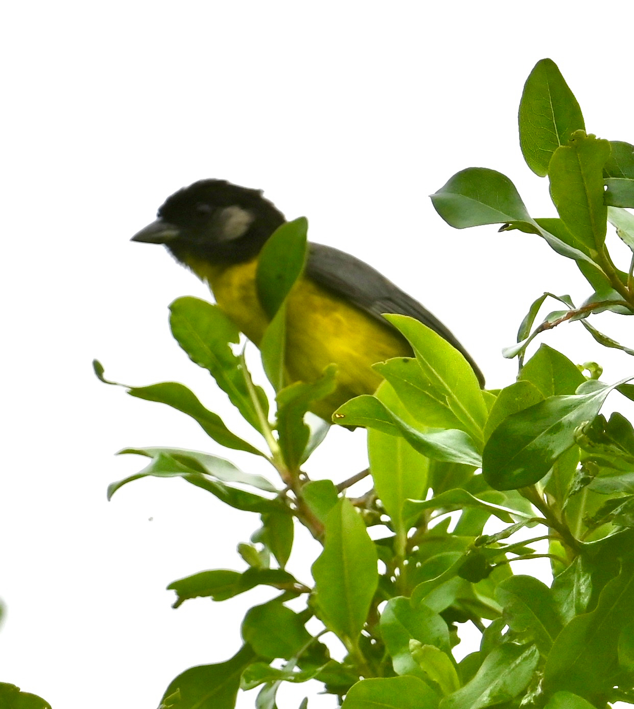 Santa Marta Brushfinch (Atlapetes melanocephalus), photo 10