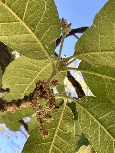 Quercus obtusata