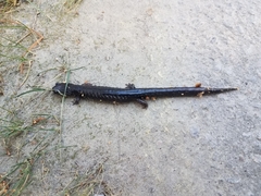 Plethodon variolatus