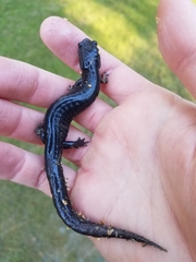 Plethodon variolatus