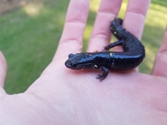 Plethodon variolatus