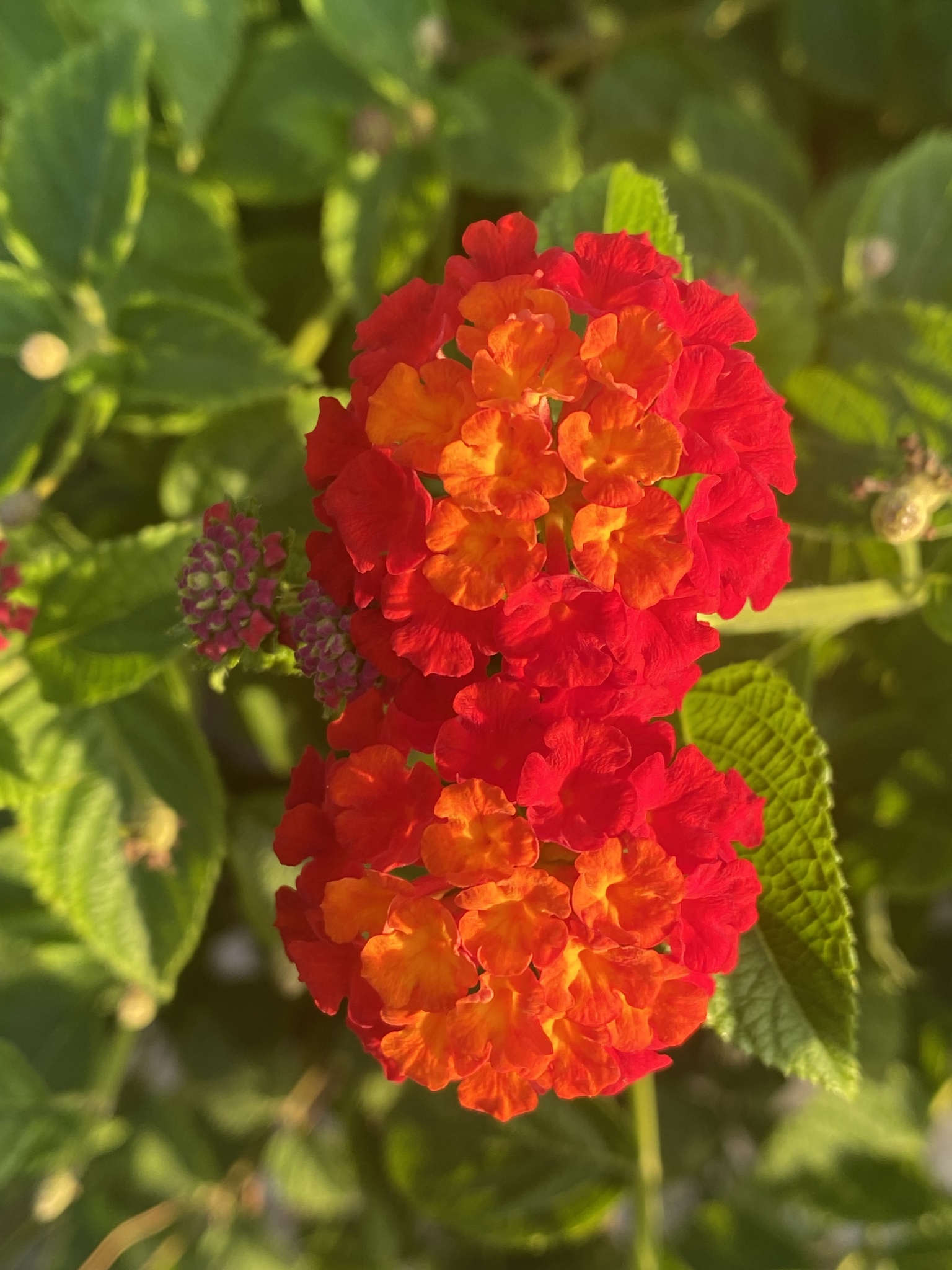 Lantana camara