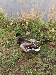 Anas platyrhynchos