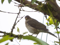 Turdus maculirostris