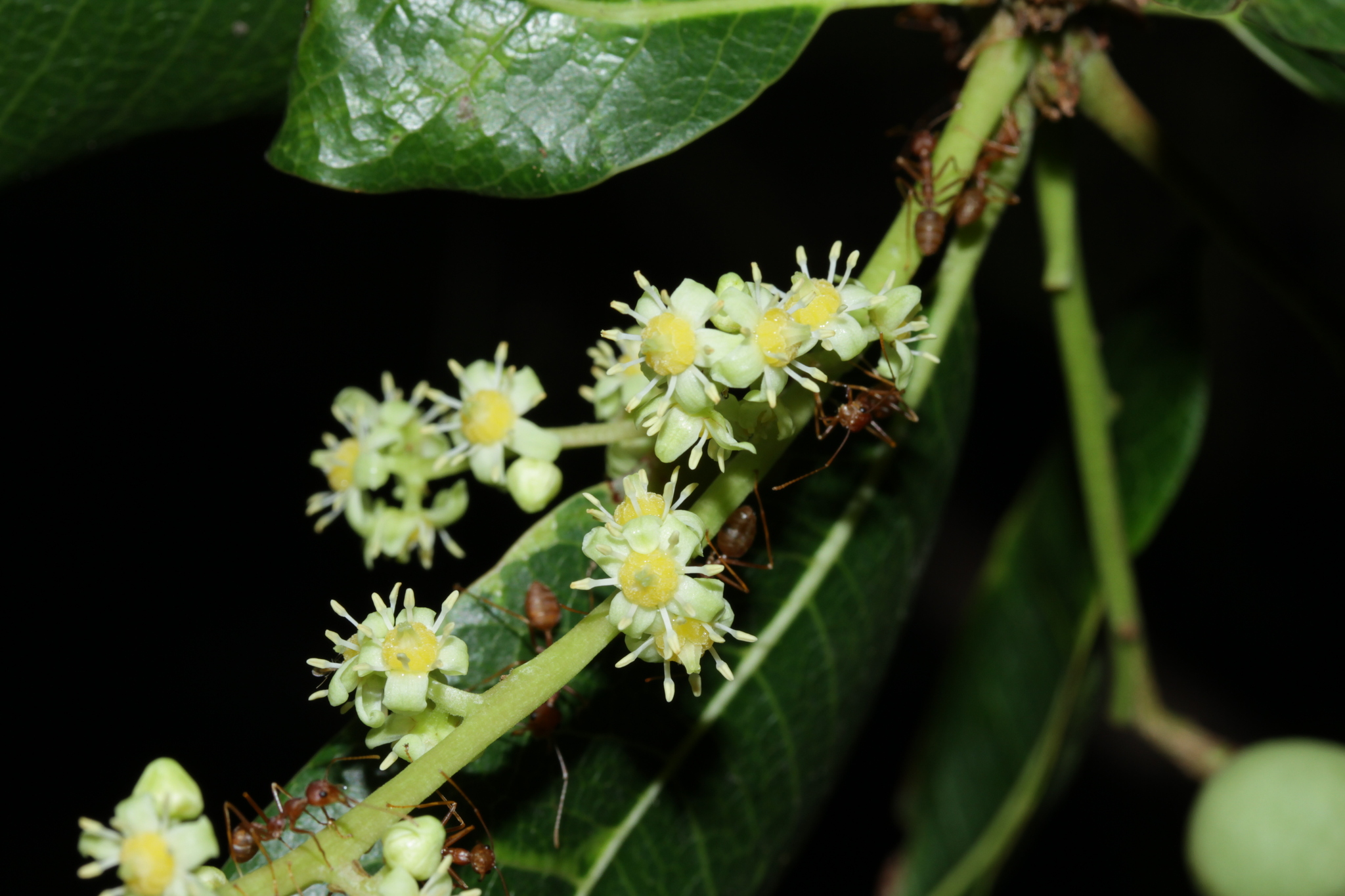 Buchanania reticulata (Buchanania reticulata)