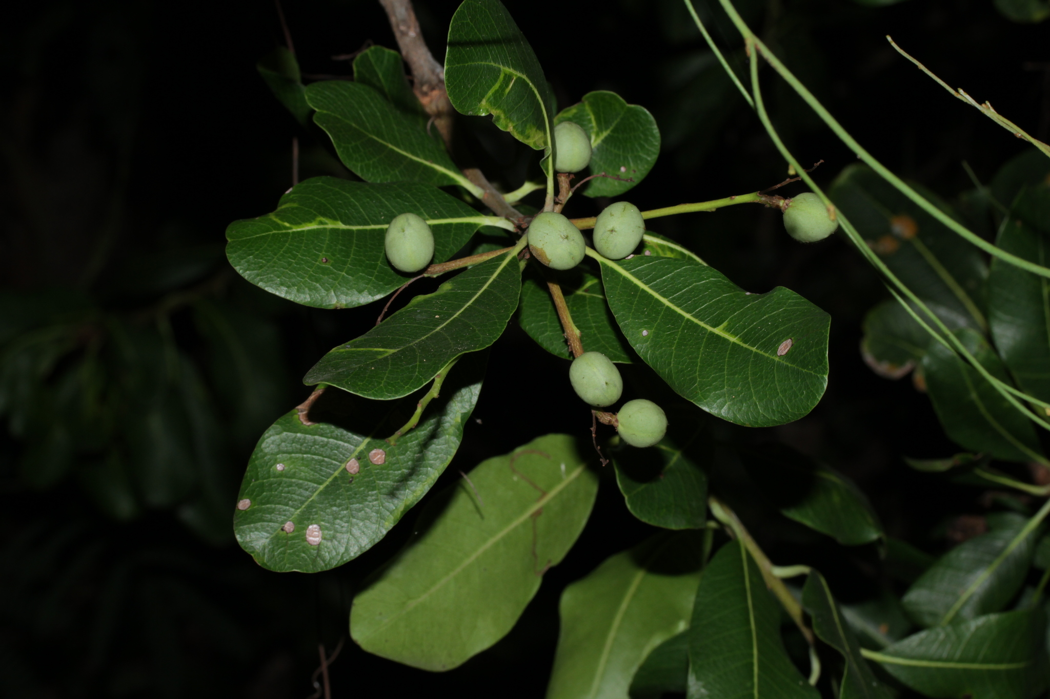 Buchanania reticulata — ảnh 2