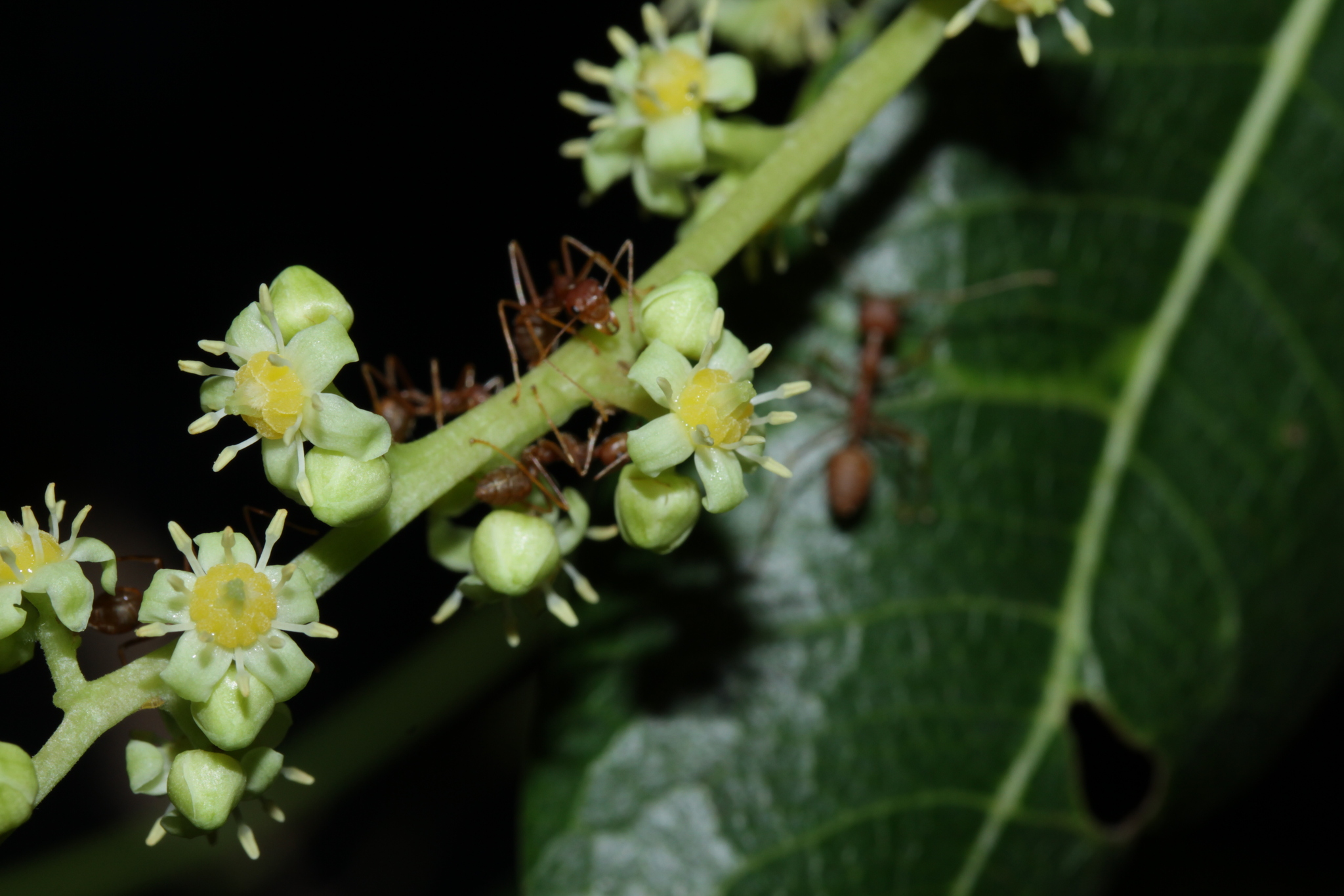 Buchanania reticulata — ảnh 3