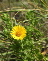 Rayjacksonia phyllocephala