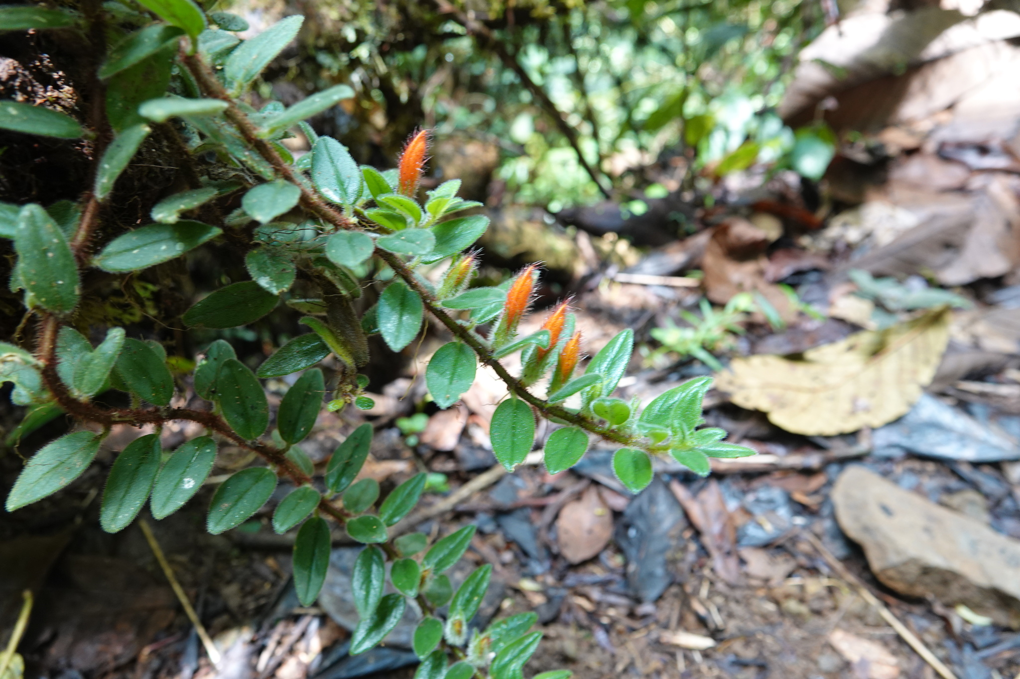 Imagem de Planta Batom