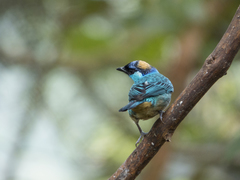 Chalcothraupis ruficervix