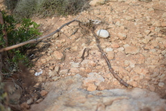 Podarcis filfolensis maltensis