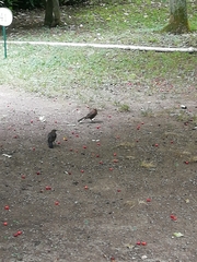 Turdus merula