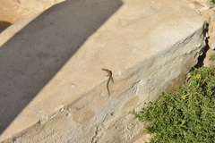 Podarcis filfolensis maltensis