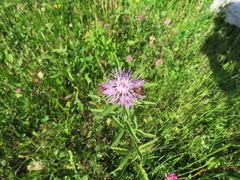 Centaurea phrygia salicifolia