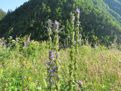 Asyneuma campanuloides